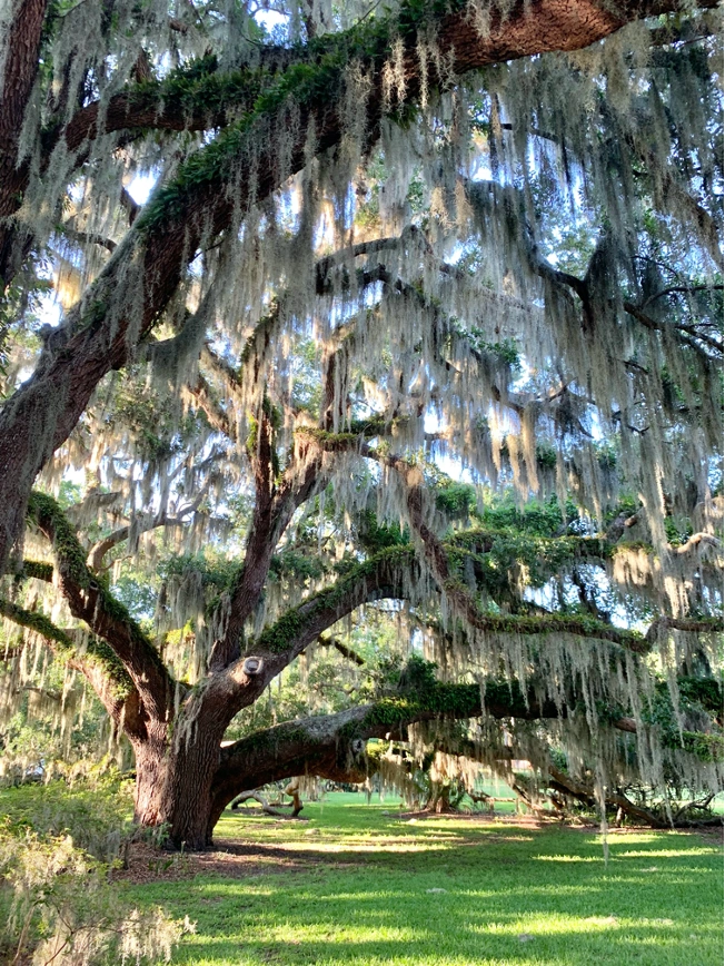 Skidaway Audubon News Spanish Moss An Iconic Treasure